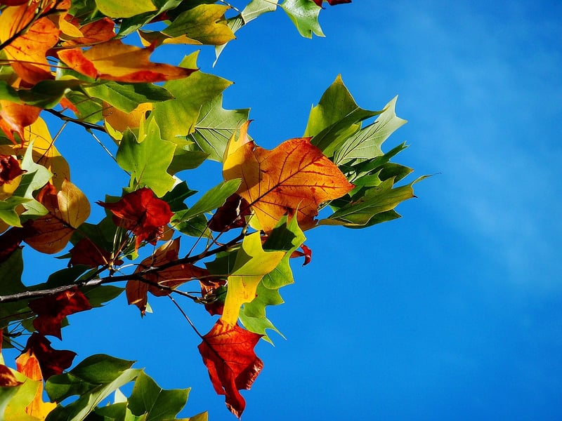 Seasonal Floral Arbor